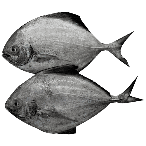 Buy Fresho Pomfret Black Fish Medium Cleaned Whole 500Gm Online at the ...