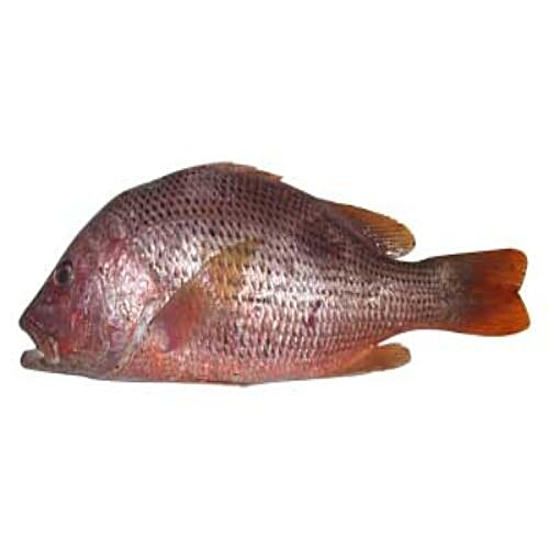 Buy Fresho Red Snapper Fish (Medium) - Fillet 500 gm Online at