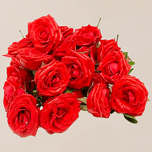 Red Rose Price In India - Infoupdate.org