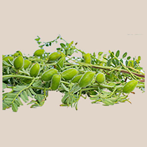 Buy fresho! Jhingri/Chana Leafy Green Online at Best Price of Rs null -  bigbasket