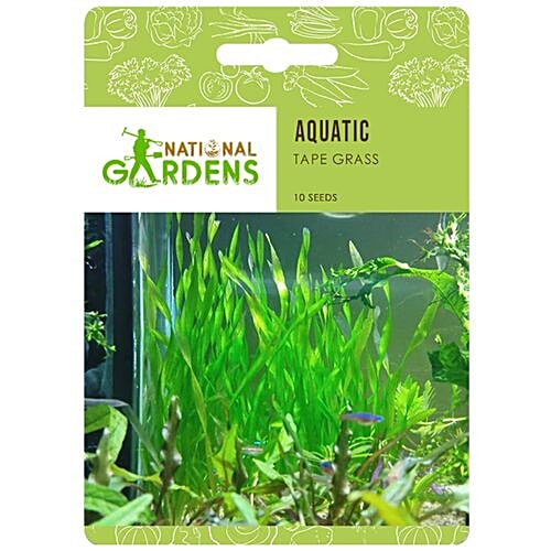 Buy National Gardens Tape Grass Aquatic Plant Seeds Online at Best Price of  Rs null - bigbasket