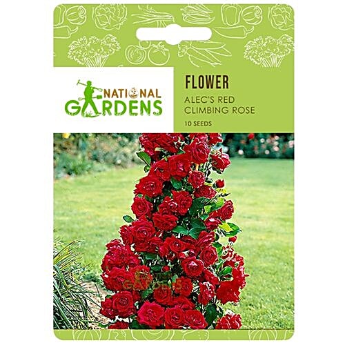 anthurium asst Anthurium Asst 2"