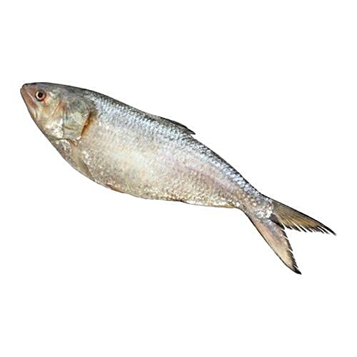 Buy fresho! Kolkata/Bengali Hilsa Fish - Whole, Cleaned & Cut Online at ...