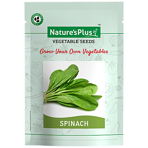 Buy Natures Plus Spinach Plant Seeds For Home Garden Online at Best Price  of Rs 50 - bigbasket
