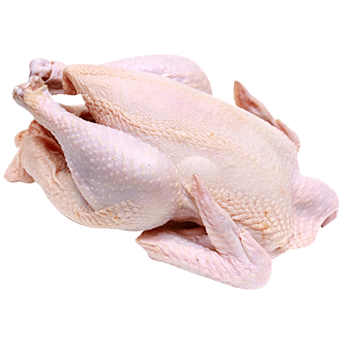 Broiler Chicken