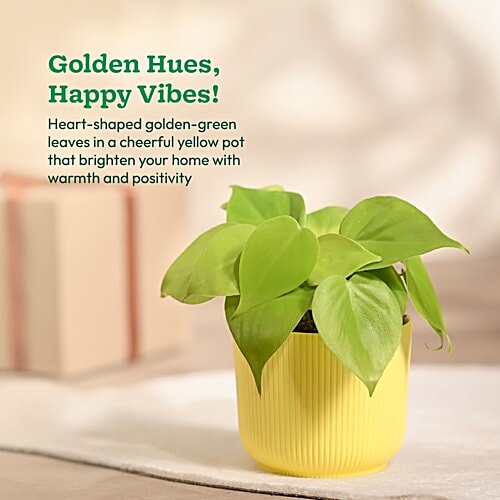 Buy Ugaoo Philodendron Oxycardium Golden Plant With Yellow Ibiza