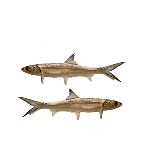 Buy Sakana Fish - Lady Fish / Kane 1 kg (Curry Cut) Online at Best ...