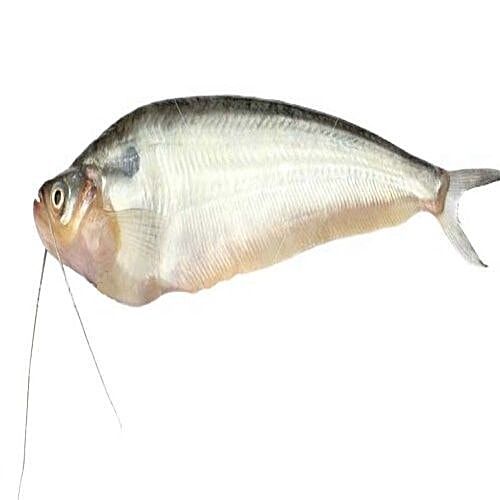 Buy Naturo Virgin Fish - Pabda Online at Best Price of Rs null - bigbasket