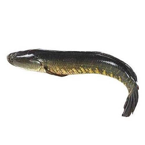 Buy Machhiwala Fresh Fish - Murrel / Korameenu Online at Best Price of ...
