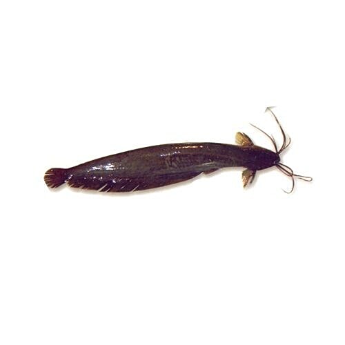 Buy FRESHLY Fish - Singhi Online at Best Price of Rs null - bigbasket