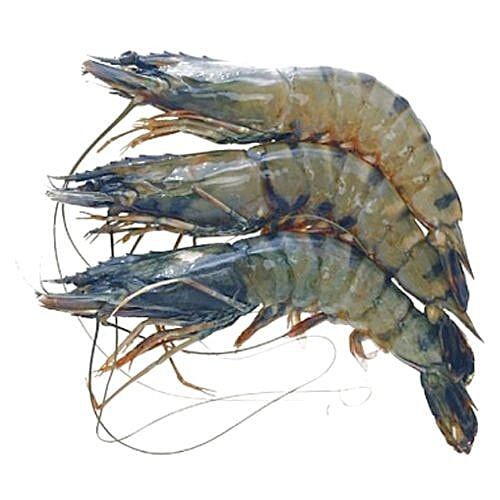 Tiger Prawns