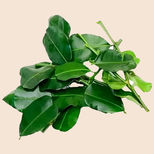 Kaffir Lime Leaves