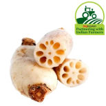 Lotus stem