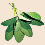 sage