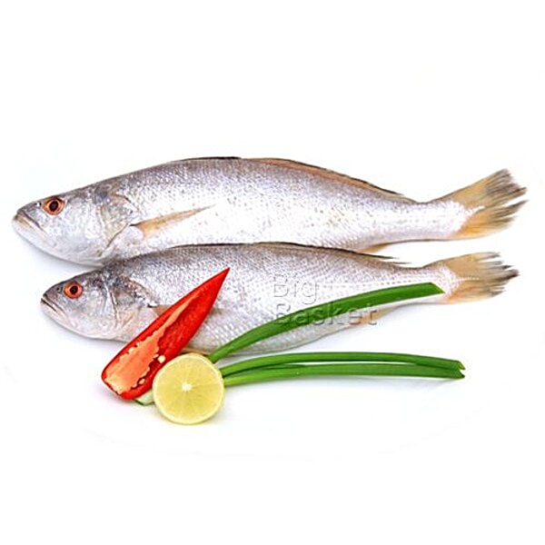 Buy fresho! Croaker Fish (Medium) - Steak/Slice Online at Best