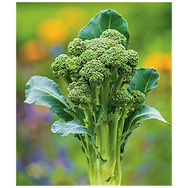 【broccoli】 Green KSP 5412 Destiny F1 Hybrid Broccoli Seeds, Packaging Type