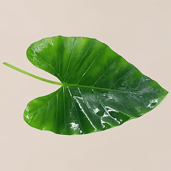 Buy fresho! Colocasia Leaf Organically Grown Online at Best