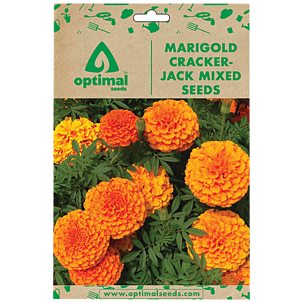 Flower Matango 他UR2枚セット Buy Optimal Seeds Marigold Cracker-Jack Mixed Flower Seeds Online